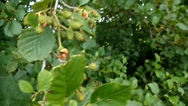 Red Tongue or Languet Galls on Alder Trees - Nature Insights смотреть онлайн