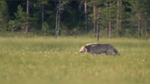 Волки мы в ночных лесах