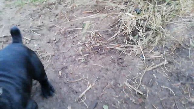 Питомник кане корсо ELITE LEGION Беларусь ??, cennel cane corso ELITE LEGION, Republic of Belarus