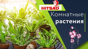 Топ вопросов по домашнему цветоводству  Уход за комнатными растениями ✔️ Полезные Советы