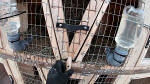 Заселяем кроликов в новые клетки. Изготовление поилок для кроликов своими руками.