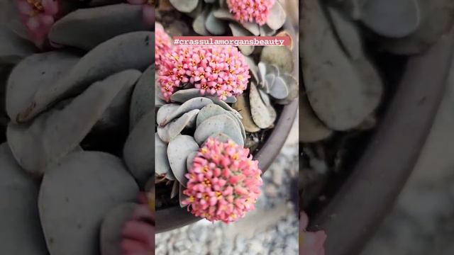 Crassula Morgans Beauty florindo         #crassulas  #crassulamorgansbeauty #suculentas смотреть онлайн