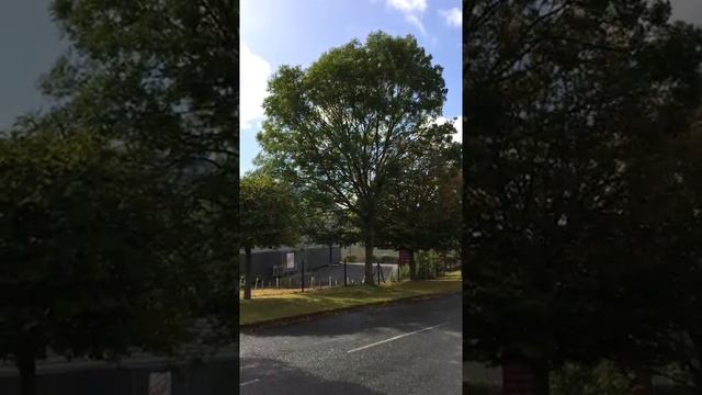 Common ash (Fraxinus excelsior) - tree - September 2017