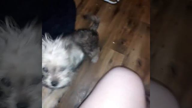 У щенка рахит. Хромоножка. смотреть онлайн