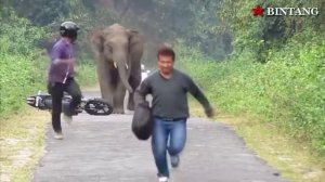 Животные напали на людей