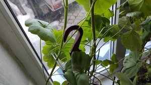 ОБРЕЗАЮ И ЧЕРЕНКУЮ ГЕРАНЬ ДЛЯ ПЫШНОГО ЦВЕТЕНИЯ ЛЕТОМ НА УЛИЦЕ