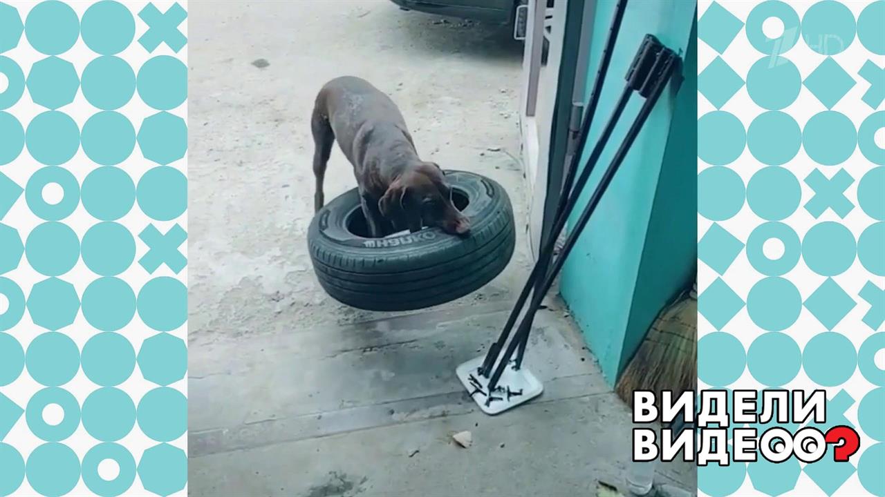 Настоящая помощница! Видели видео? Фрагмент выпуска от 07.01.2020