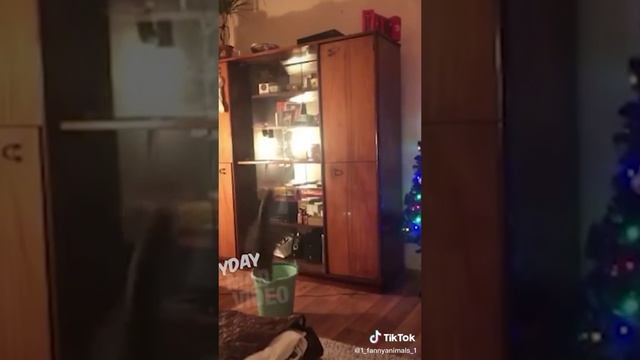 Приколы до слез. Домашние животные. смех до слез. 94 часть