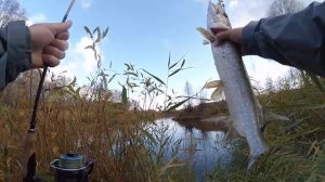 Щука на маленькую вертушку. Рыбалка на красивой реке 2017