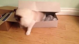 Sophie peekaboo: seal bicolor ragdoll female cat playing with box