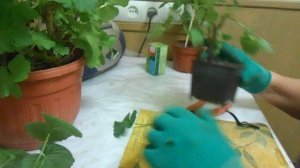 Обрезка пеларгонии в феврале.