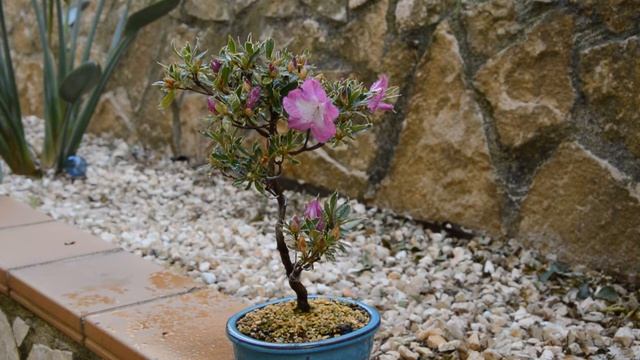 Все об азалиях бонсай. Как ухаживать за бонсай из азалии. Uncover Secrets of Azaleas Caring!