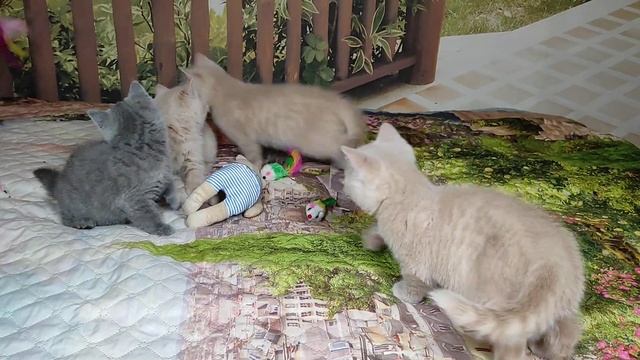 Британские котята в возрасте 2 месяца (Litter-N2) смотреть онлайн