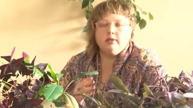 Комнатные цветы создают благоприятный микроклимат