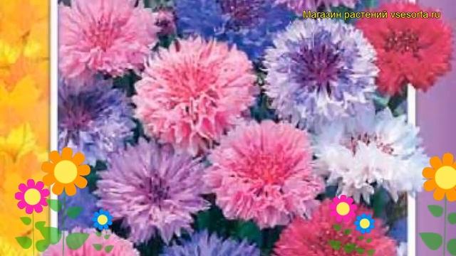 Василек карликовый смесь пастельных оттенков. Краткий обзор, описание характеристик смотреть онлайн