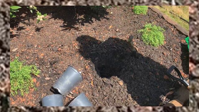 SPRING FRONT YARD / LANDSCAPING IDEAS / PROVEN WINNERS WAVE PETUNIAS смотреть онлайн