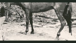 KOMODO DRAGON ATTACKS AND EATS ALIVE WILD HORSE