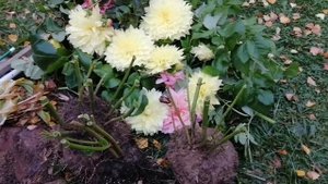 Как сохранить георгины зимой!!! Самый простой, проверенный способ!!!