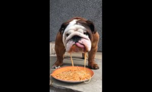 Бульдог обедает спагетти