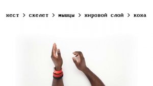 АНАТОМИЯ: ЕДИНСТВЕННЫЙ гайд, который тебе нужен!