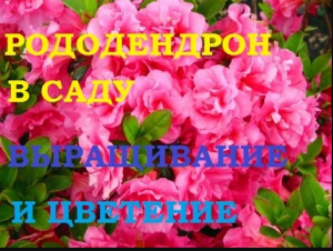 Рододендрон в саду  Выращивание и цветение