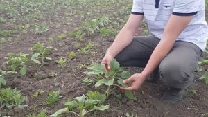 Продолжаем химичить на подсолнечнике