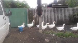 Гуси.Мамуты и крупные серые