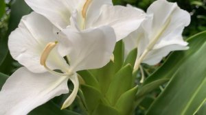 Ginger Lily | Hedychium coronarium: General Care Guide, Sunlight, Propagation, Fertilization