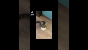 Подборка Тик Ток Cергей Разумовский Майор Гром: Чумной Доктор #11