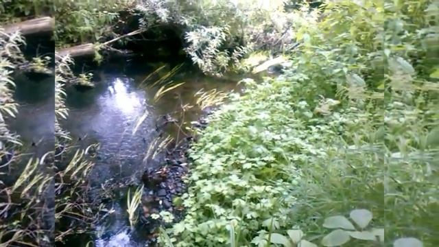 Таёжный ручей Мэтью. | The taiga creek. Перекат. | Matthew