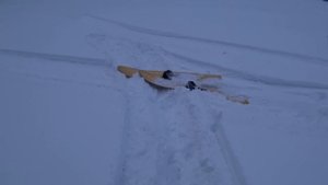 Охота с Русской гончей на зайца 4 02 23