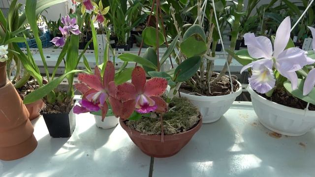 Цветение сентябрь 2021 Lc. Canhamiana , C Sea Breeze, Rodriguezia venusta , Blc. Durigan Hercules смотреть онлайн