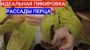 БЕРЕЖНАЯ ПИКИРОВКА ПЕРЦА СПОСОБОМ на БОЧОК - КОРНИ МОЩНО ПОЙДУТ В РОСТ БЕЗ ТРАВМЫ