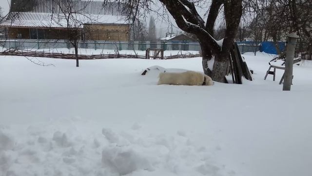 Алабай в поисках весны 23 марта 2013 смотреть онлайн