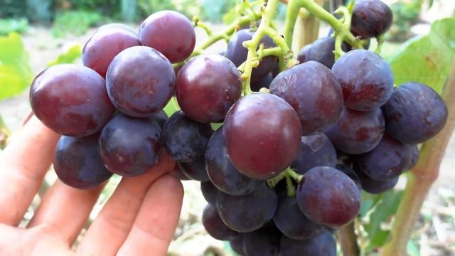 Морозоустойчивый виноград - Клубничный . смотреть онлайн