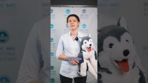 Группы крови собак