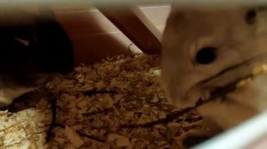 Шиншиллы были одомашнены в 1919 году заводчиком-инженером Матиасом Чапменом.