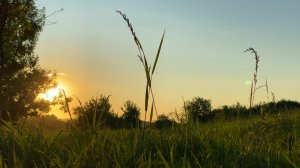 Тихий шум на Закате. Расслабляющие звуки природы для Отдыха.