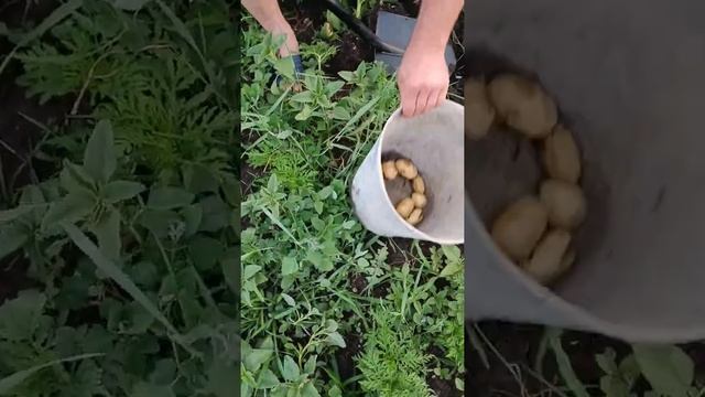 КАРТОШКА ЧЕРЕЗ ПОЛТОРА МЕСЯЦА, ВЫКАПЫВАЕМ смотреть онлайн