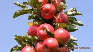 Яблоня колоновидная Пьедестал (malus) ? яблоня Пьедестал обзор: как сажать саженцы яблони Пьедестал