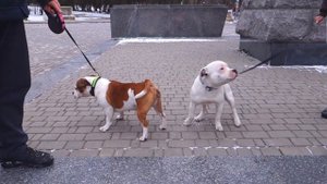 ПЕРВАЯ ВСТРЕЧА Каспера и Пеппи. Английские стаффордширские бультерьеры.