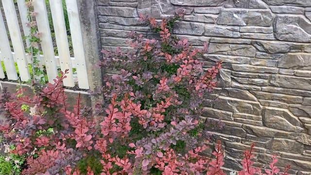 Лето началось. Съездили в садовый центр.Маленькая бродилка по саду смотреть онлайн