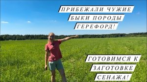 Приехал папа!Научились варить новый сыр! Ферма растёт и развивается!