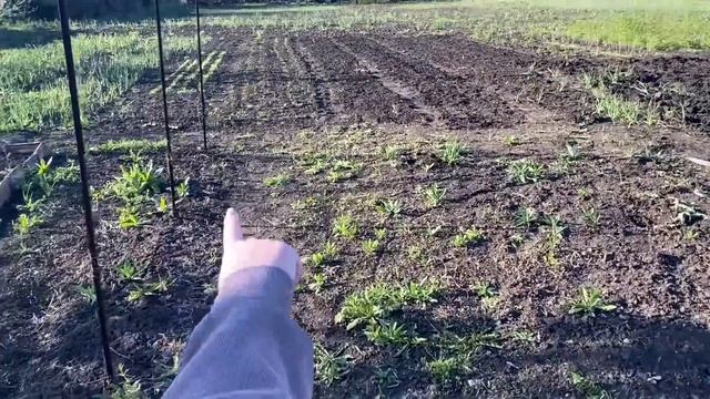 На скутере в деревню за Светой на тещин огород!