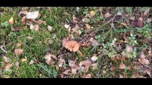 Вологодская область. Вожега. Царев Бор-2020 г.