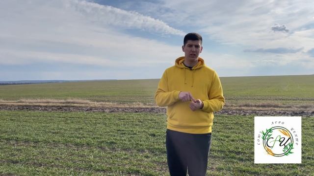 Септоріоз, піренофороз- причини виникнення та заходи боротьби!