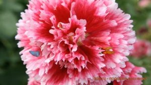 Мальва обыкновенная Фиеста Тайм (malva fiesta time) ? обзор: как сажать, саженцы мальвы Фиеста Тайм