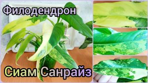 #Филодендрон Сиам Санрайз здорово изменился за #год ?Из двух листочков в куст? #цветы #растения