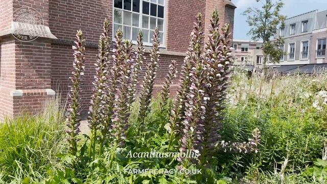 Acanthus mollis (soft-leaved Bear's Breech) - FarmerGracy.co.uk смотреть онлайн
