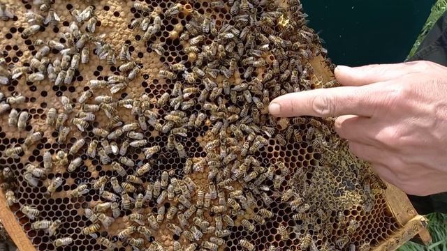 Открыли сезон вывода маток смотреть онлайн